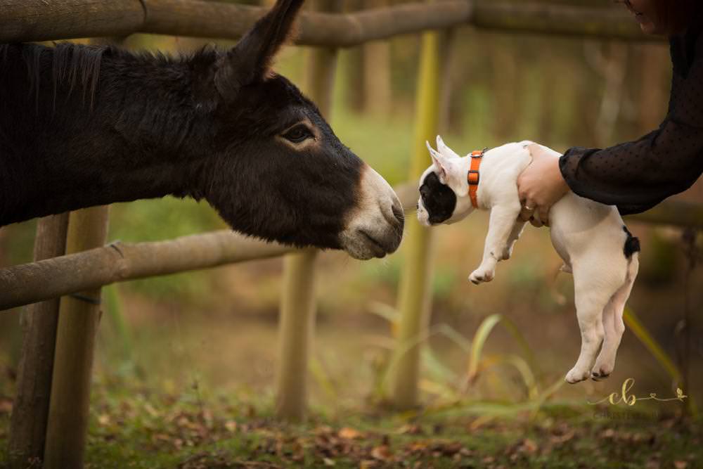 séance photo à domicile Castres