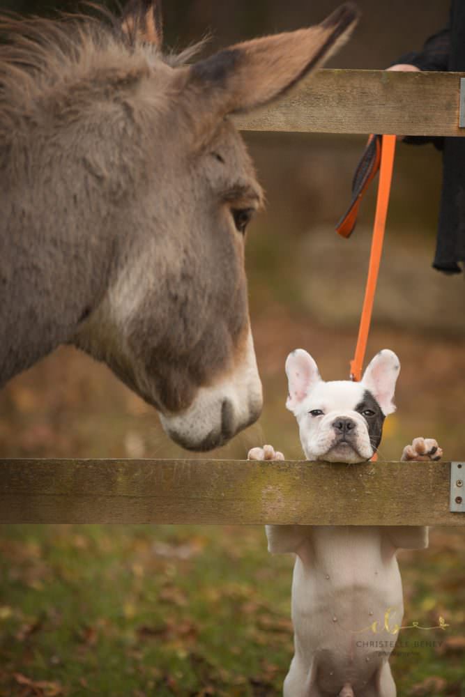 séance photo à domicile Castres